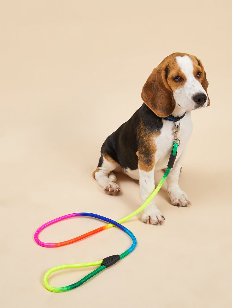 'Colourful Dog Leash' Keep your animal friend on a rainbow style leash. Stay safe, be fashionable! Colour: Multicolour Pattern Type: Plain Material: Nylon Applicable Pet: Cat/Dog