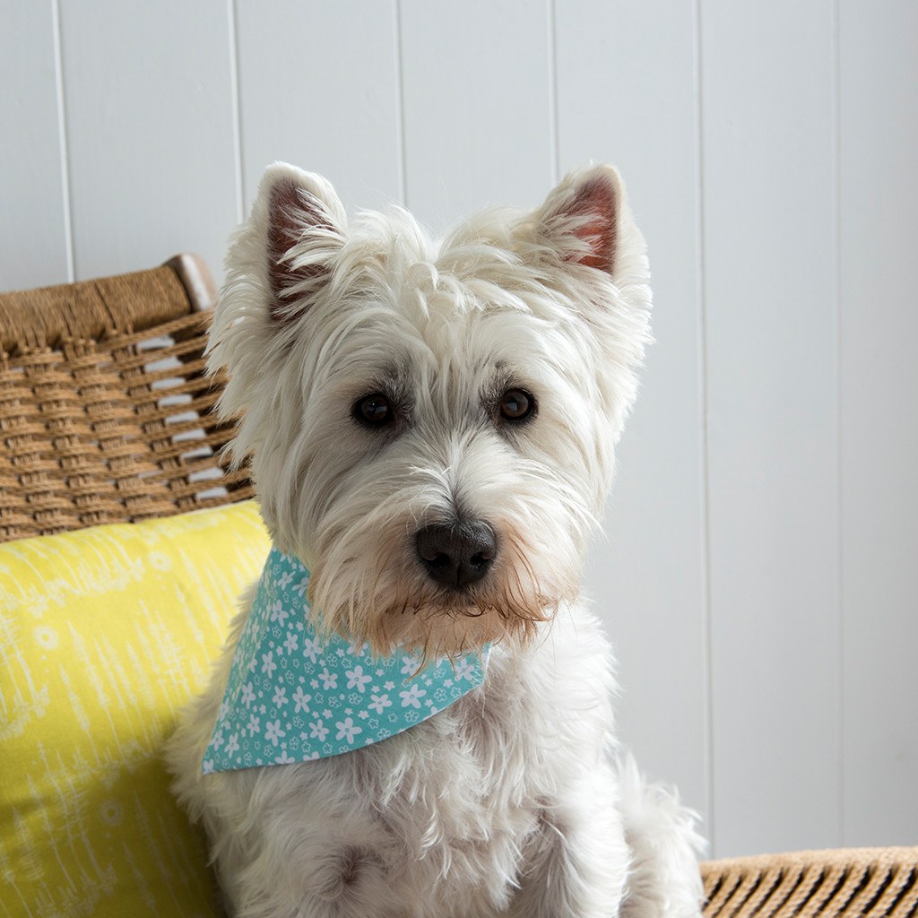 'Turquoise Ditsy Floral Dog Bandana' Ensure your dog stands out from the pack with our fun slip on bandana, from the Four Legged Friends range. Simply pop this ditsy floral print dog bandana onto your dog's collar for instant style! Suitable for medium and large dogs.      Machine washable     100% cotton     Also available in paisley, polka dot, and paw and cross bones designs.     Large size (Length: 17 cm Width: 24 cm)